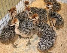 Ostrich chicks and fertile ostrich eggs for sale