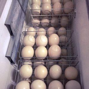 Ostrich chicks and fertile ostrich eggs for sale