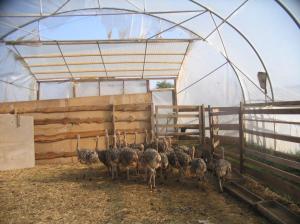 Ostrich chicks and fertile ostrich eggs for sale