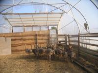 Ostrich chicks and fertile ostrich eggs for sale